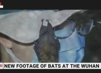 Cina, secondo Sky News nel laboratorio di Wuhan c’erano pipistrelli vivi wuhan pipistrelli