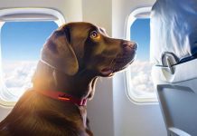 Ita Airways, avanti con i voli pet friendly: cani fino a 30 kg ammessi in cabina sui collegamenti domestici